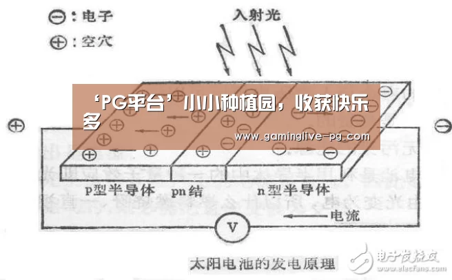 ‘PG平台’小小种植园,收获快乐多(图1) PG平台